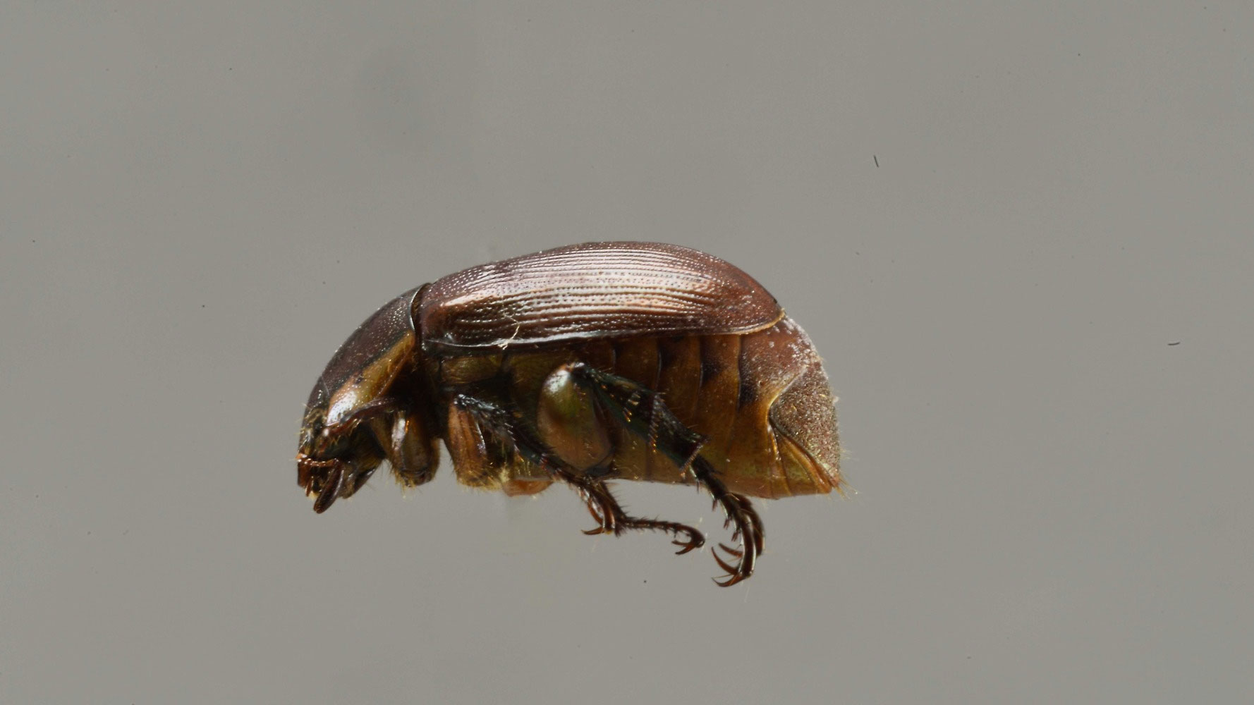 Rhantus souzannae (Dytiscidae)
