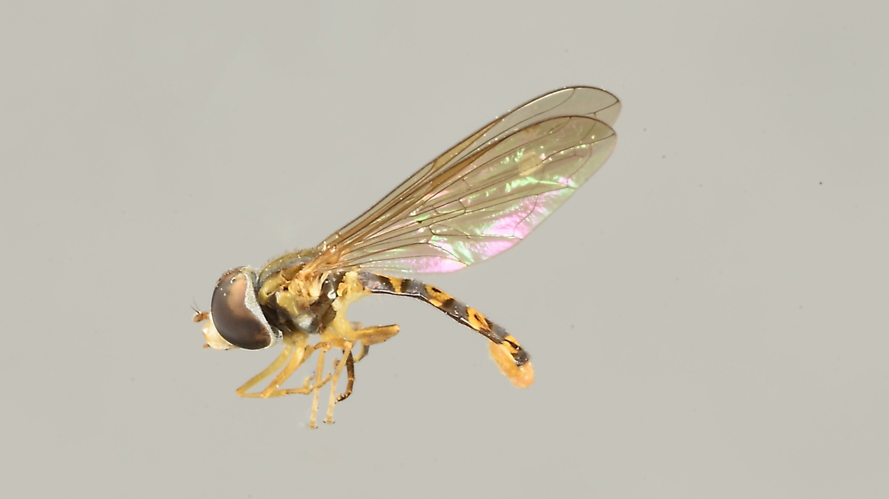 Toxomerus mutuus (Syrphidae)