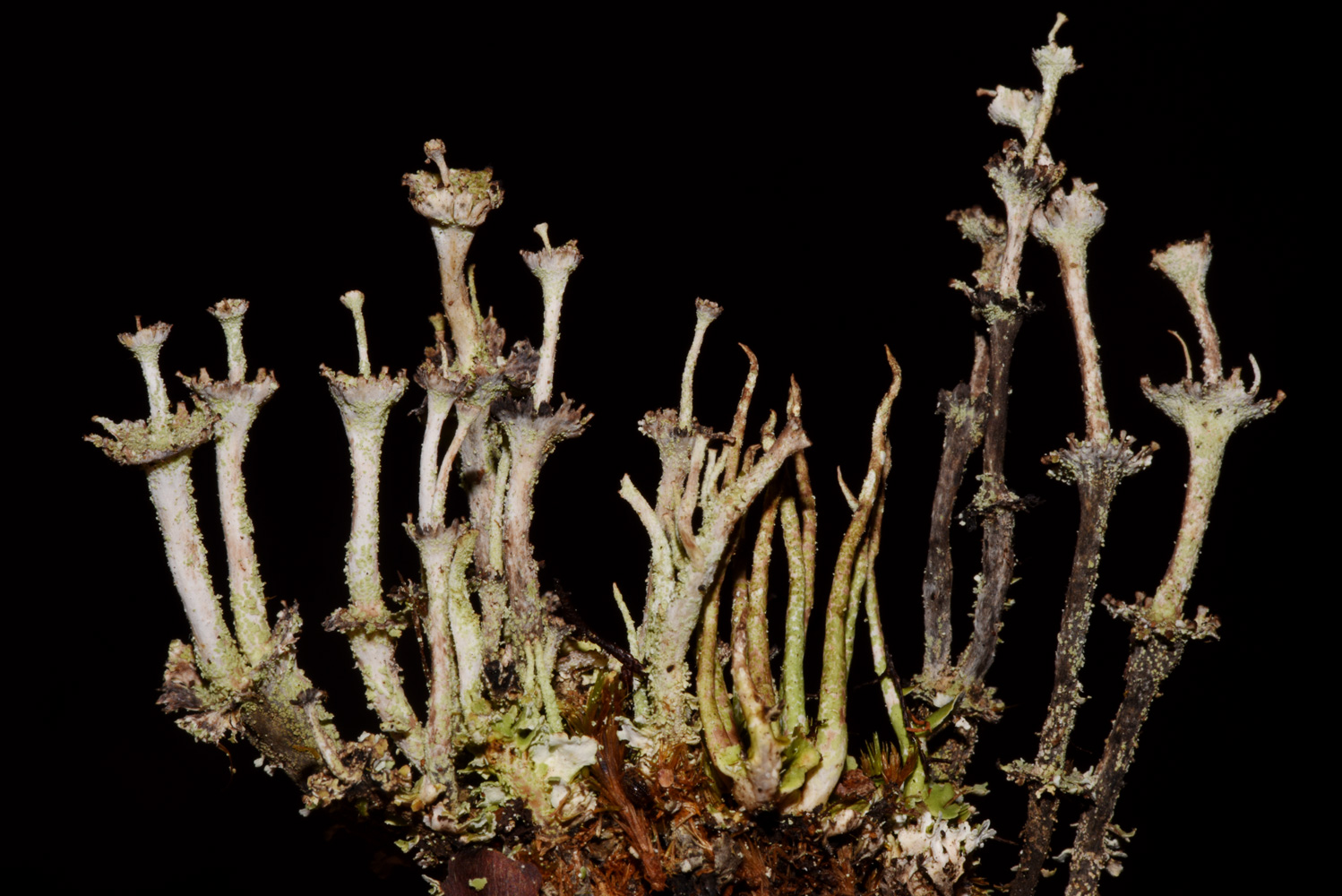 Cladonia andesita