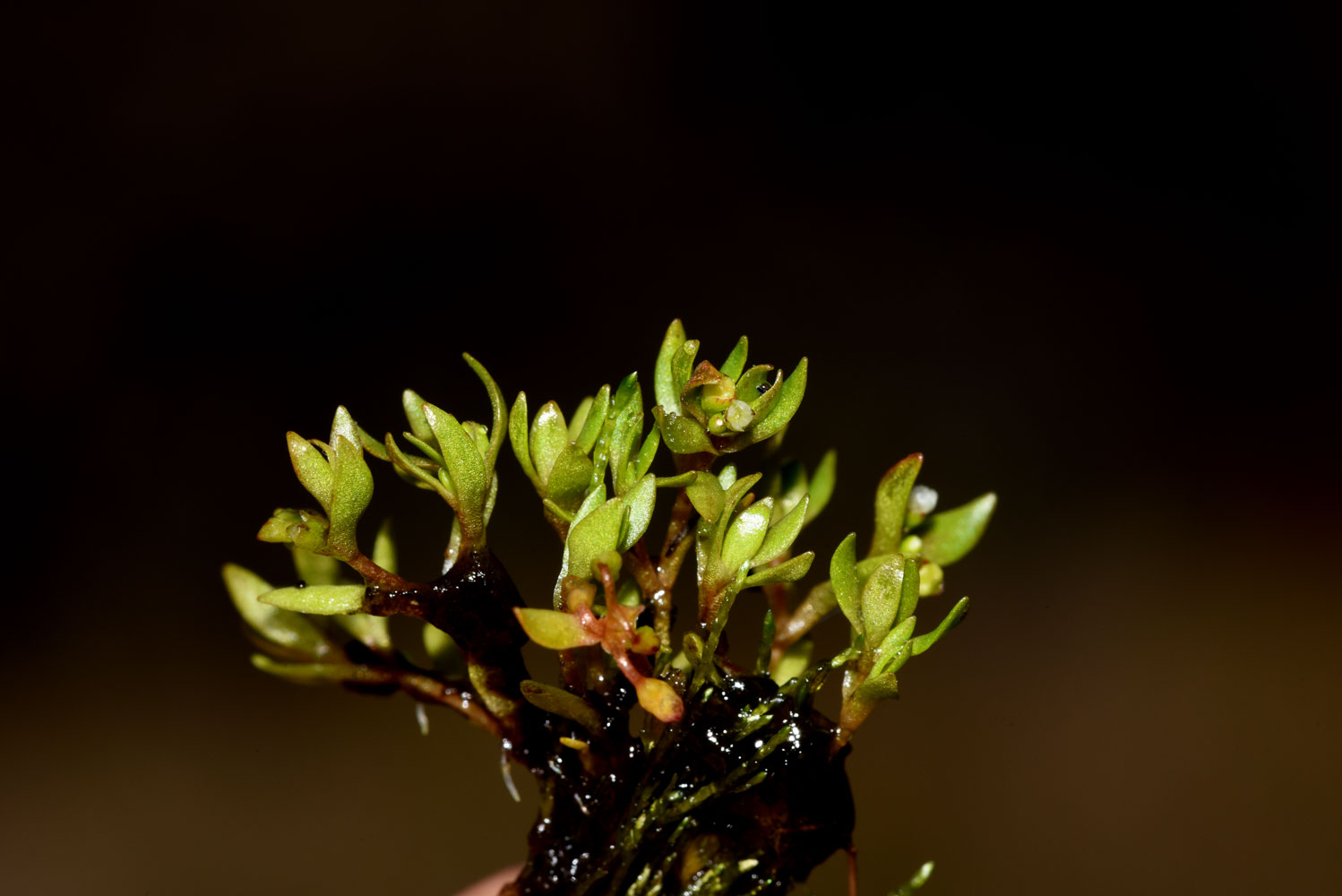 Planta acuática (Montia fontana)