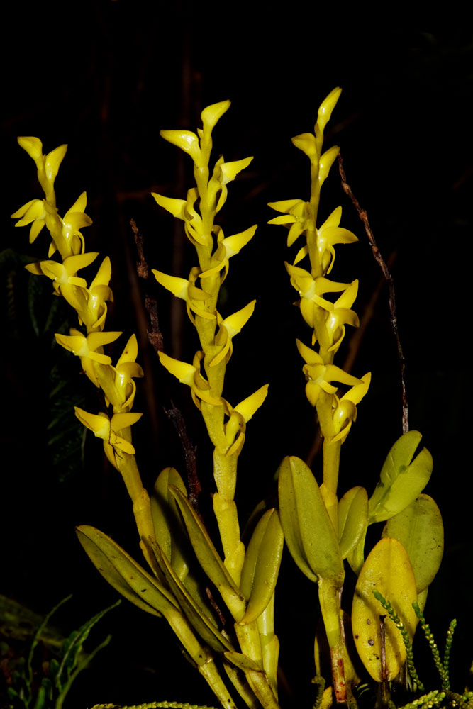 Planta epífita (Epidendrum anoglossum)