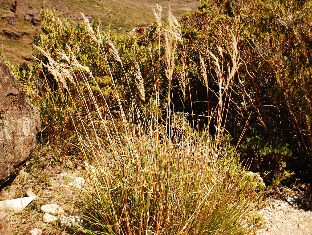 Plantas en macolla (Cortaderia hapalotricha)