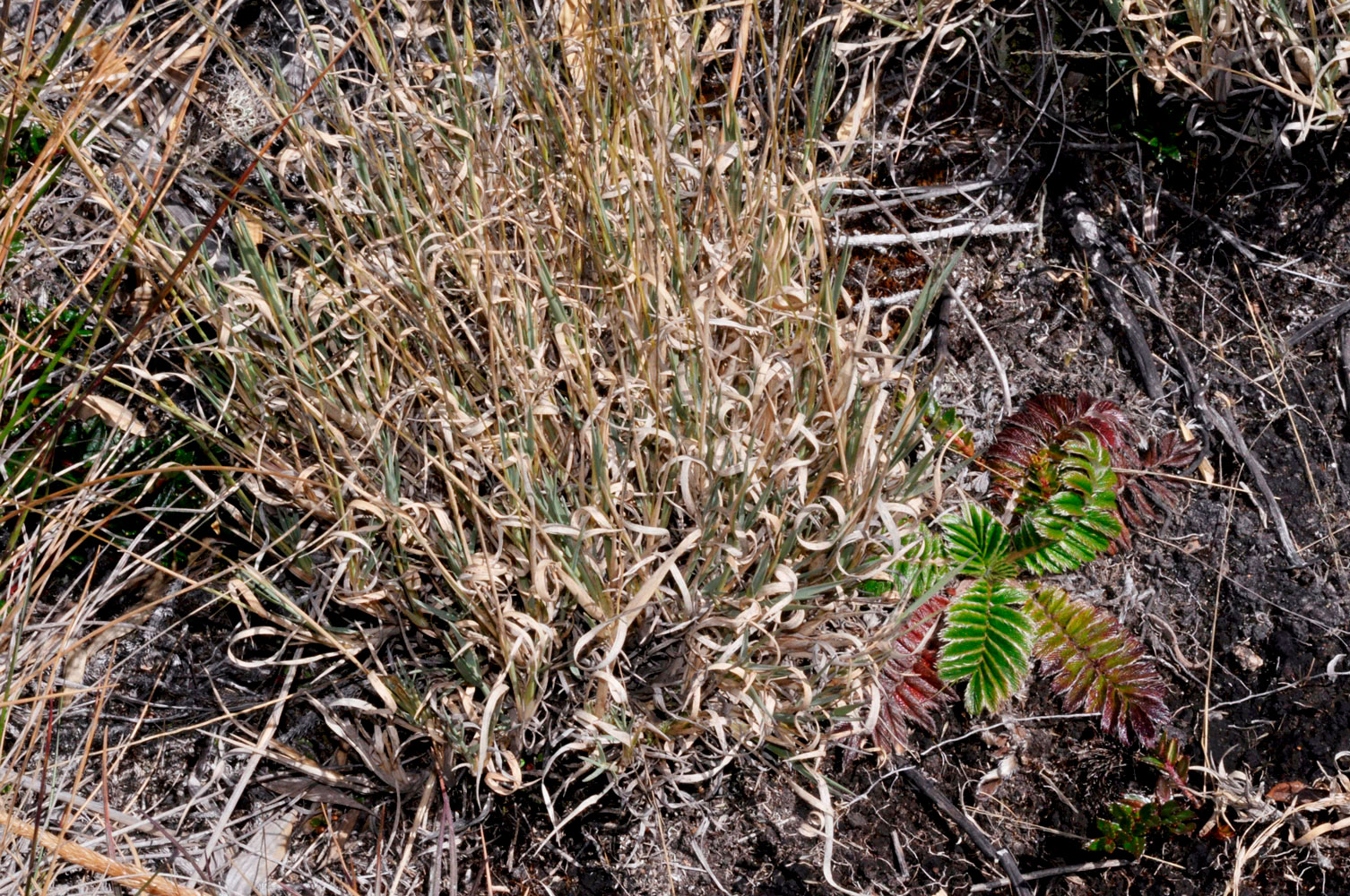 Plantas en macolla (Muhlenbergia flabellata)