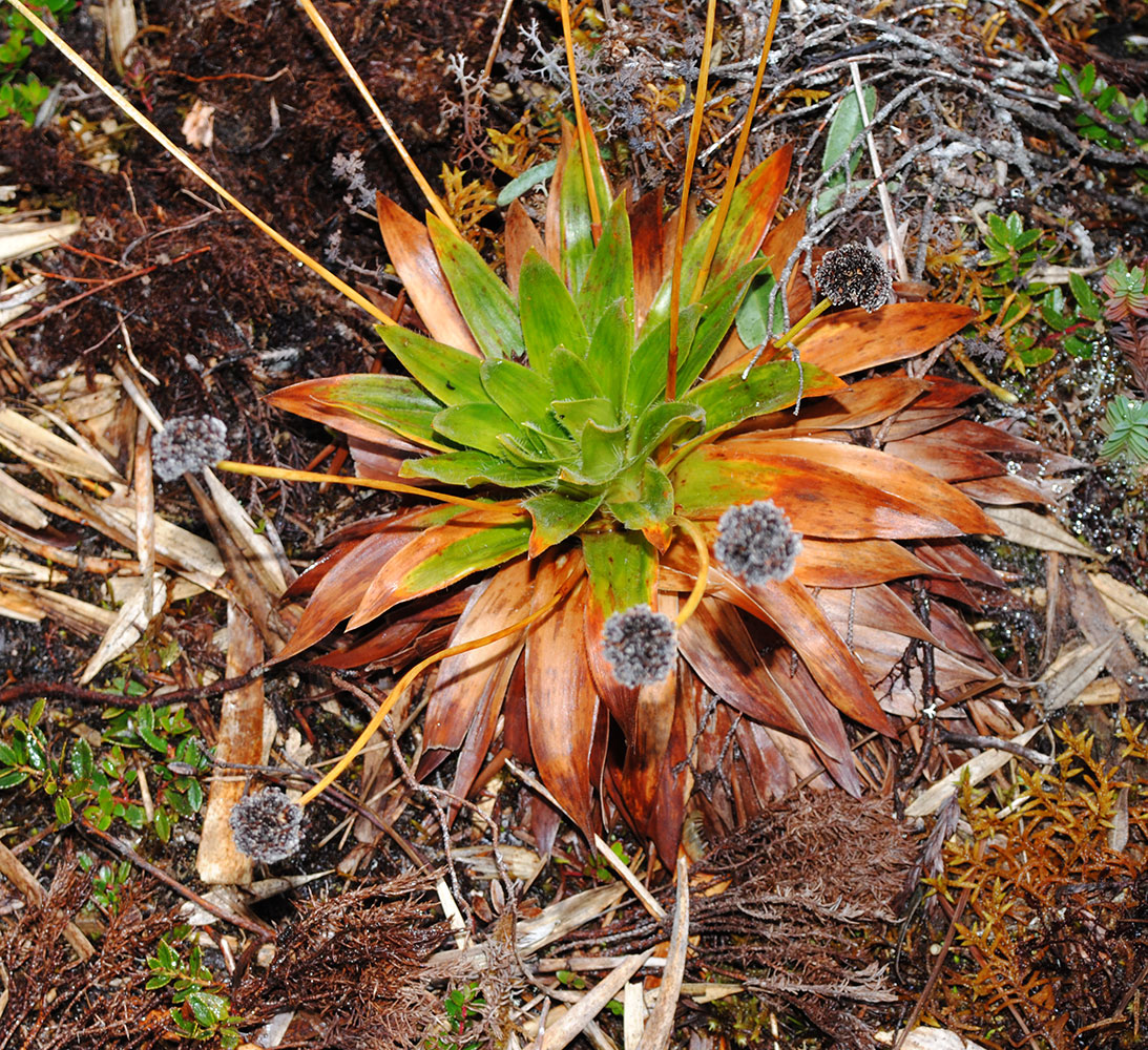 Plantas en roseta (Paepalanthus costaricensis)