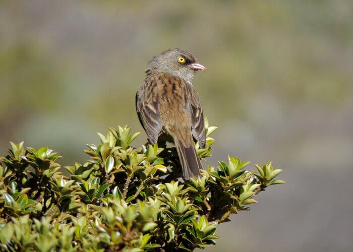 Junco vulcani