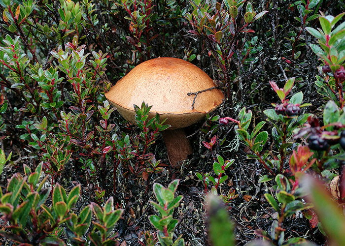 Leccinum monticola