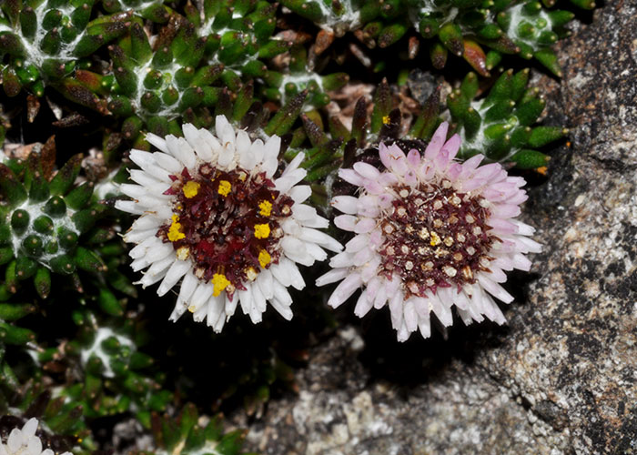 Westoniella chirripoensis