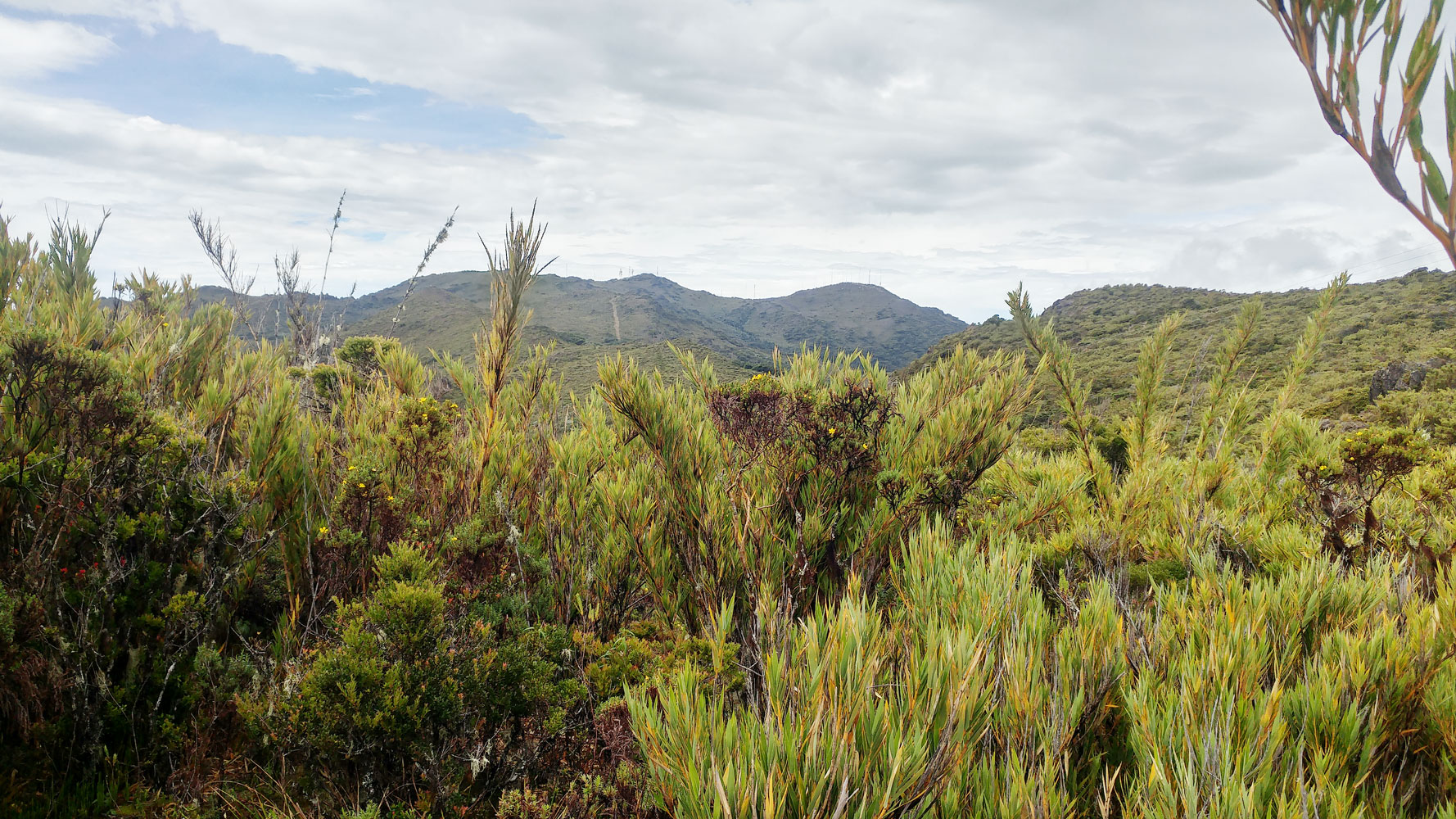 Páramo dominado por Chusquea subtesellata, Cerro de la Muerte