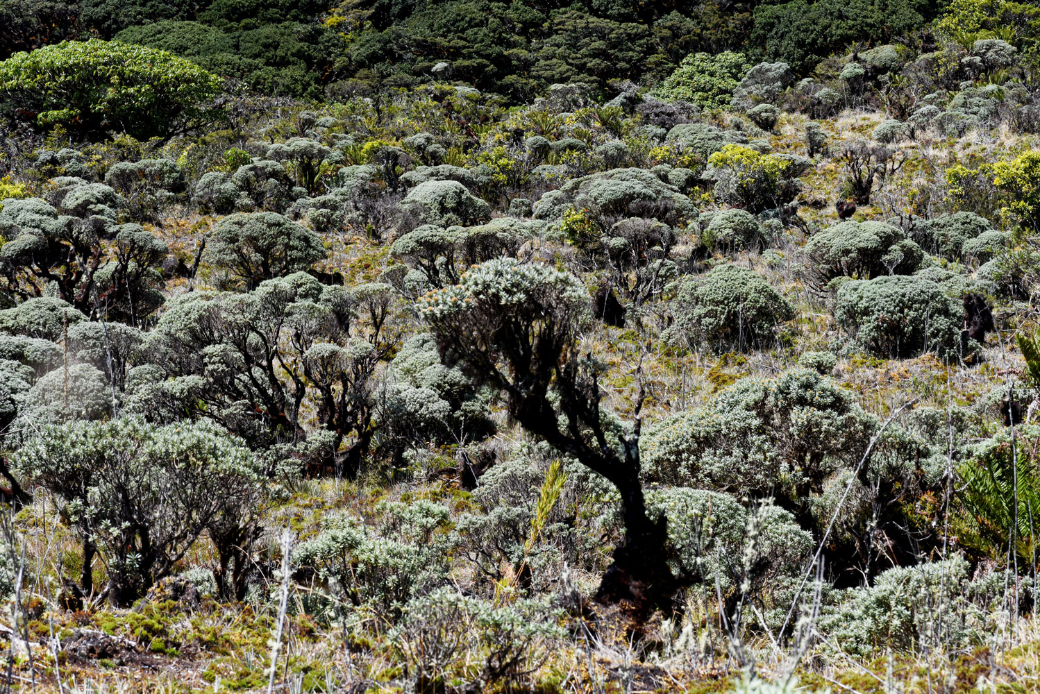 Páramo en Cerro Ena