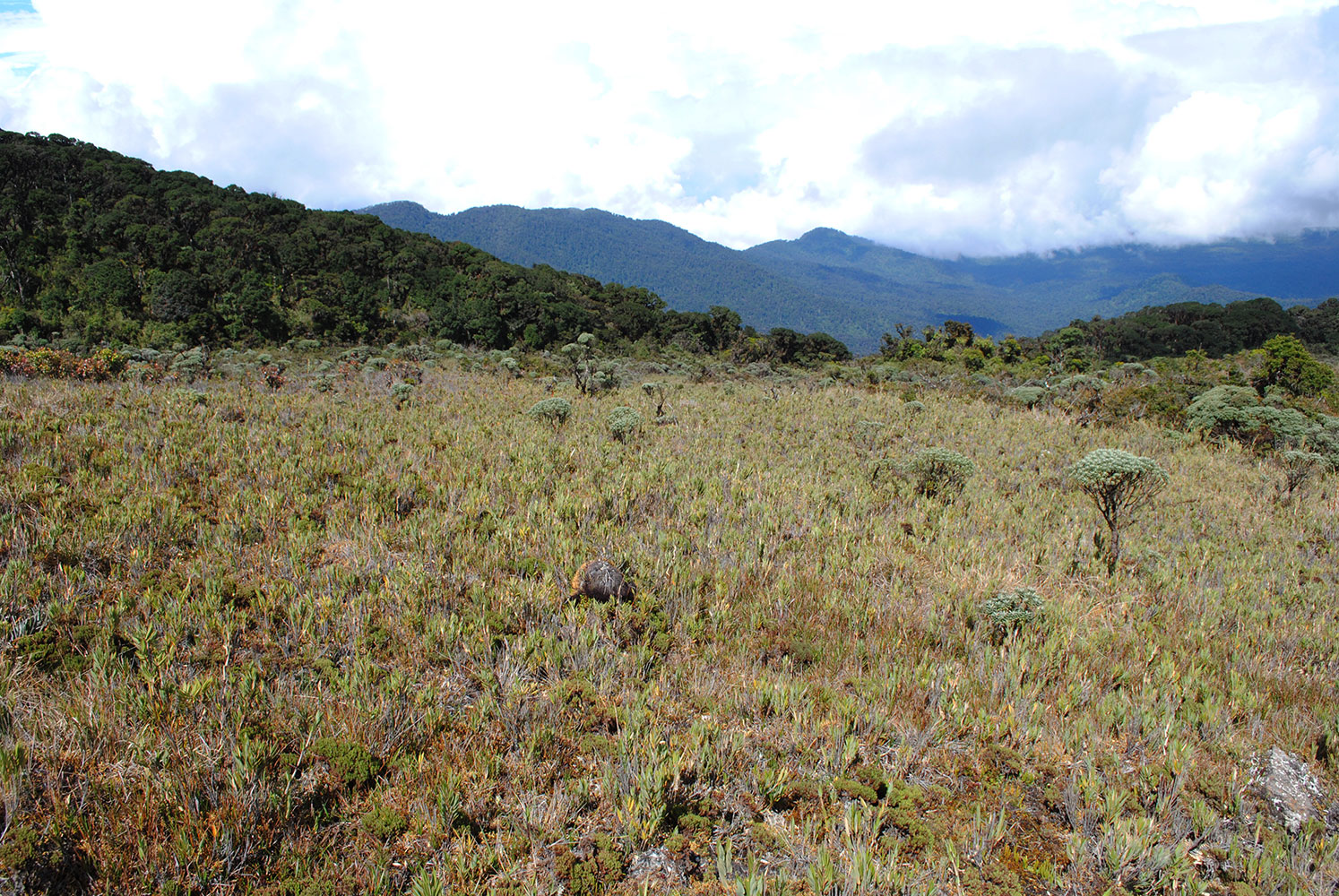 Páramo en cerro Ena