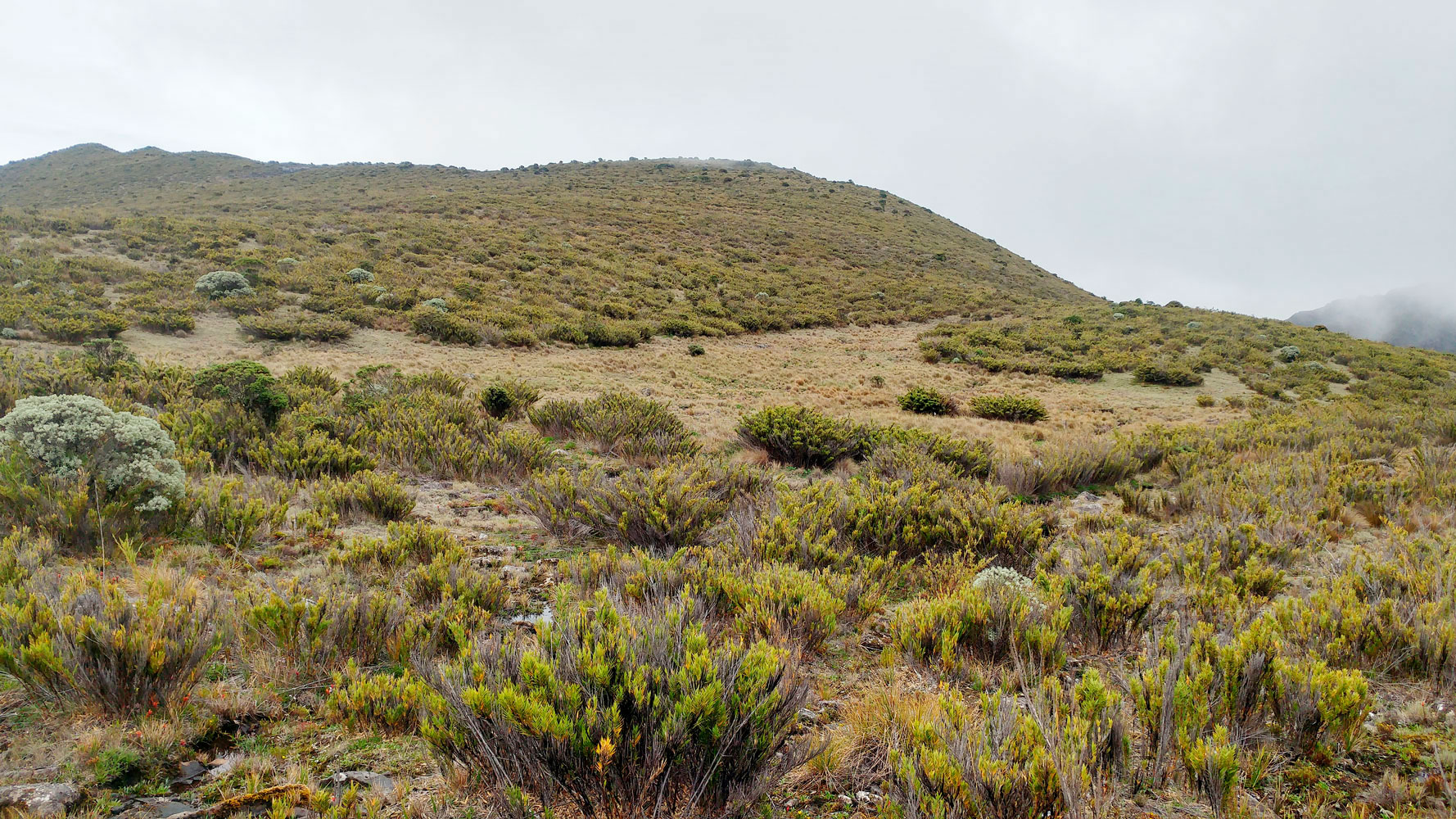 Páramo en Loma Larga, P.N. Chirripó