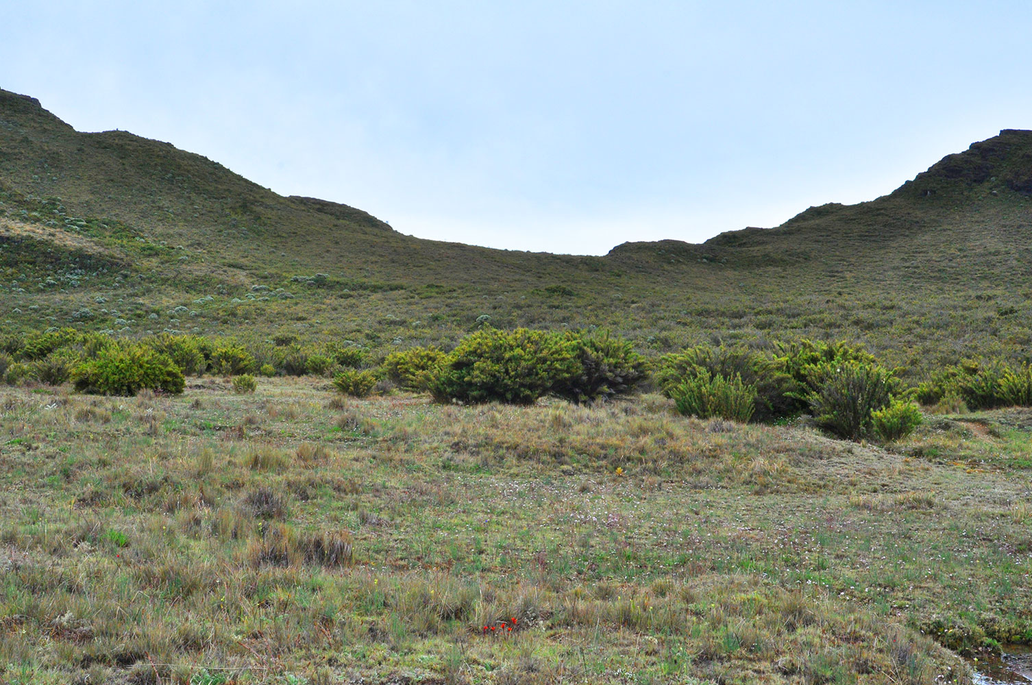 Páramo en Valle de Los Conejos, P.N. Chirripó