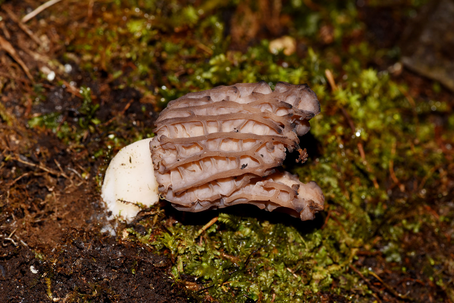 Colmenilla (Morchella esculenta)