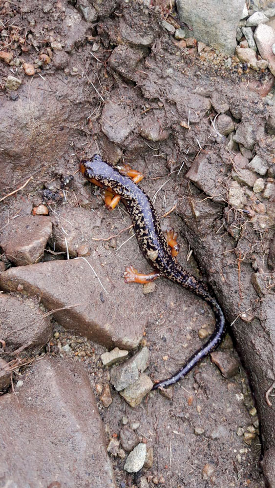 Salamandra de patas rojas (Bolitoglossa pesrubra)