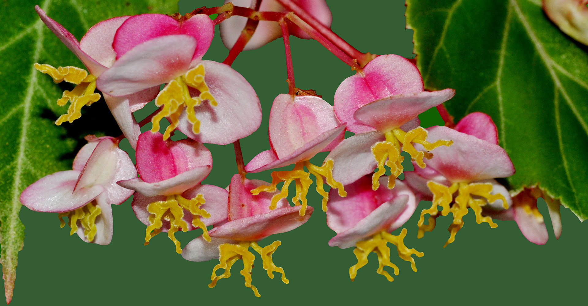 Begonia estrellensis