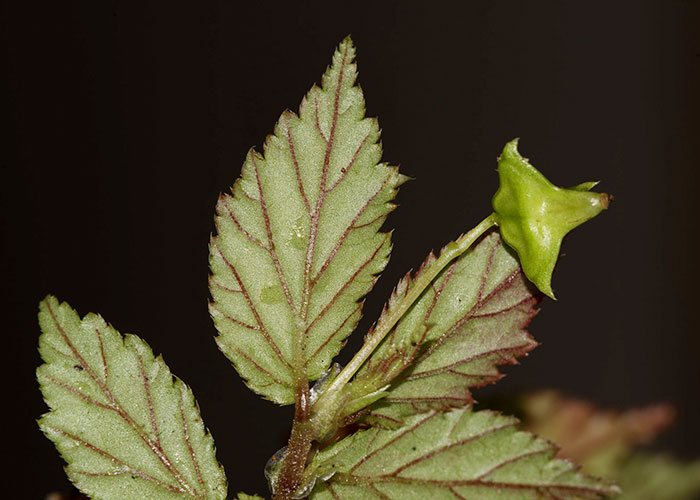 Begonia torresii de sección Casparya