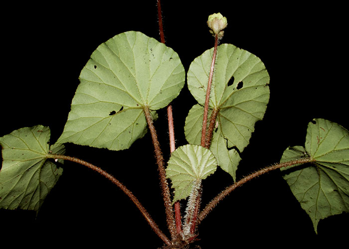 Begonia urophylla de sección Gireoudia