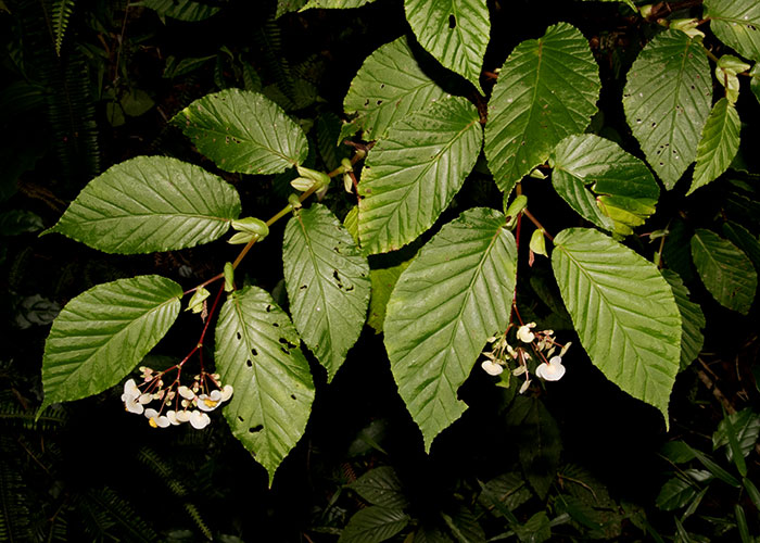 Begonia seemanniana de sección Ruizopavonia