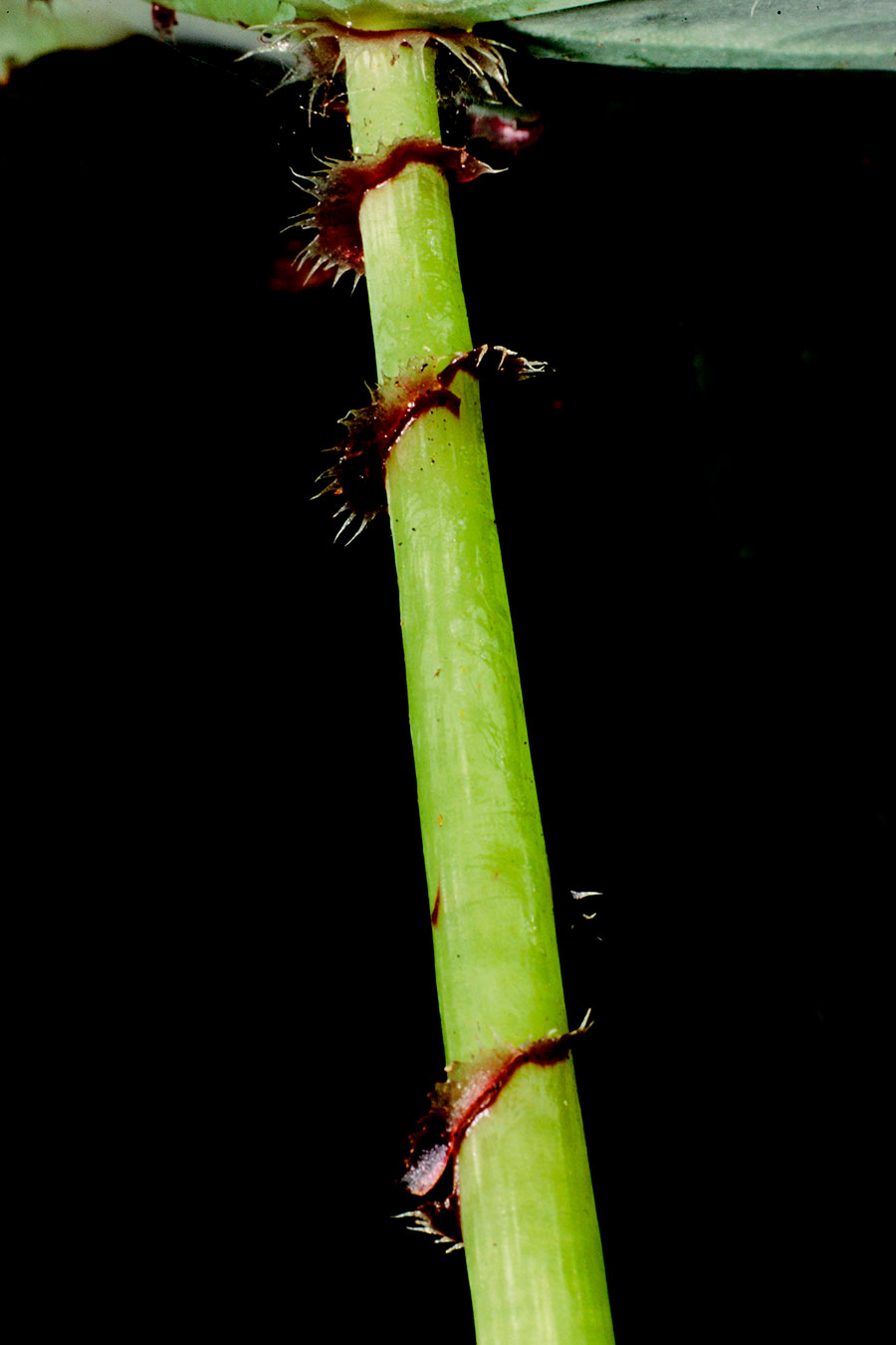 Escamas laceradas en Begonia aguabuenensis