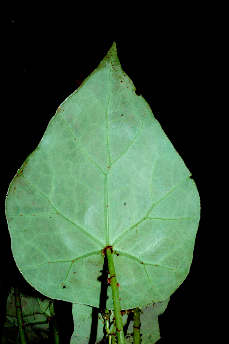 Hoja peltada en Begonia aguabuenensis