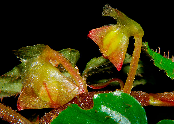 Begonia boreoharlingii