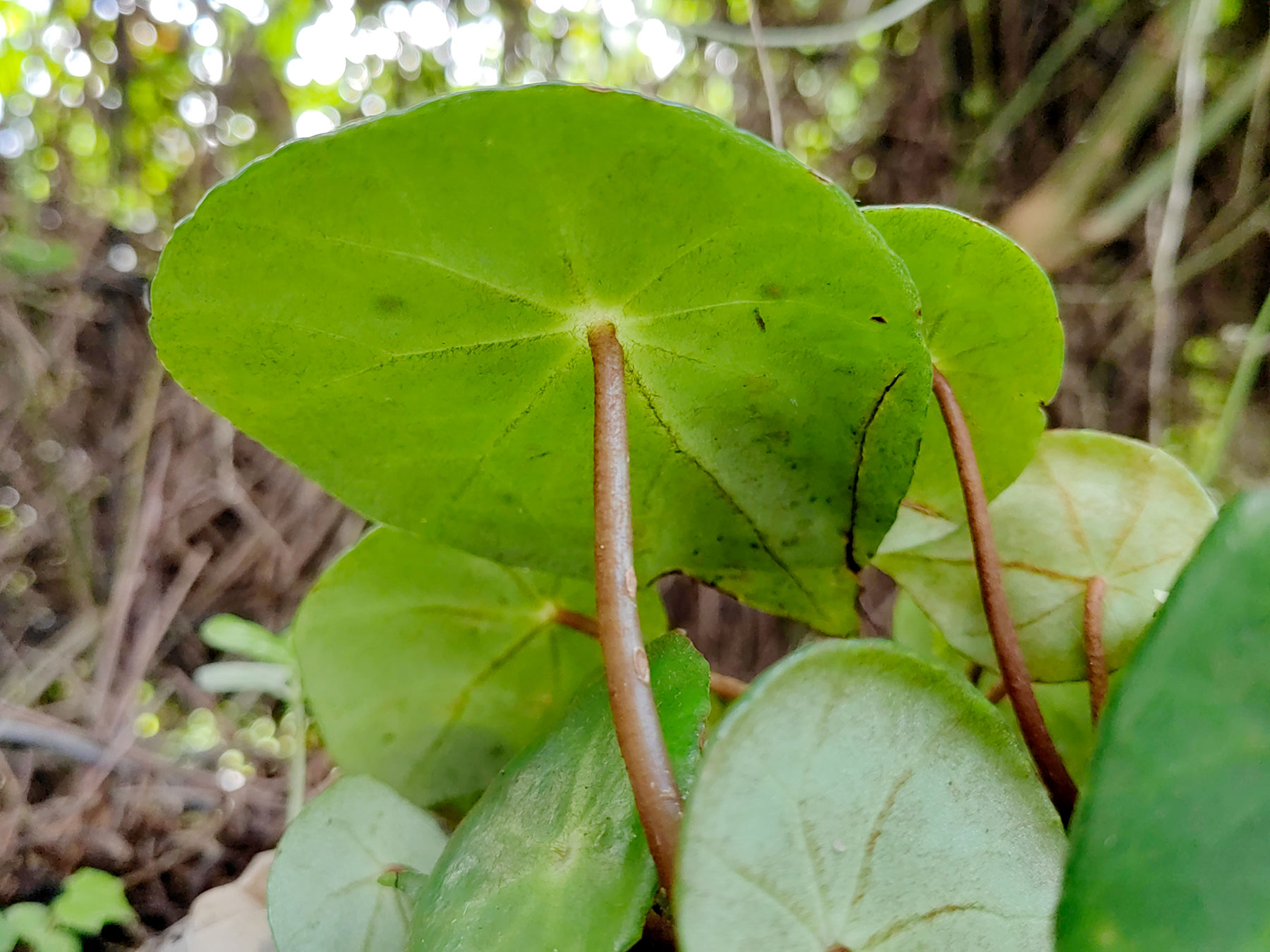 Hoja peltada en Begonia conchifolia