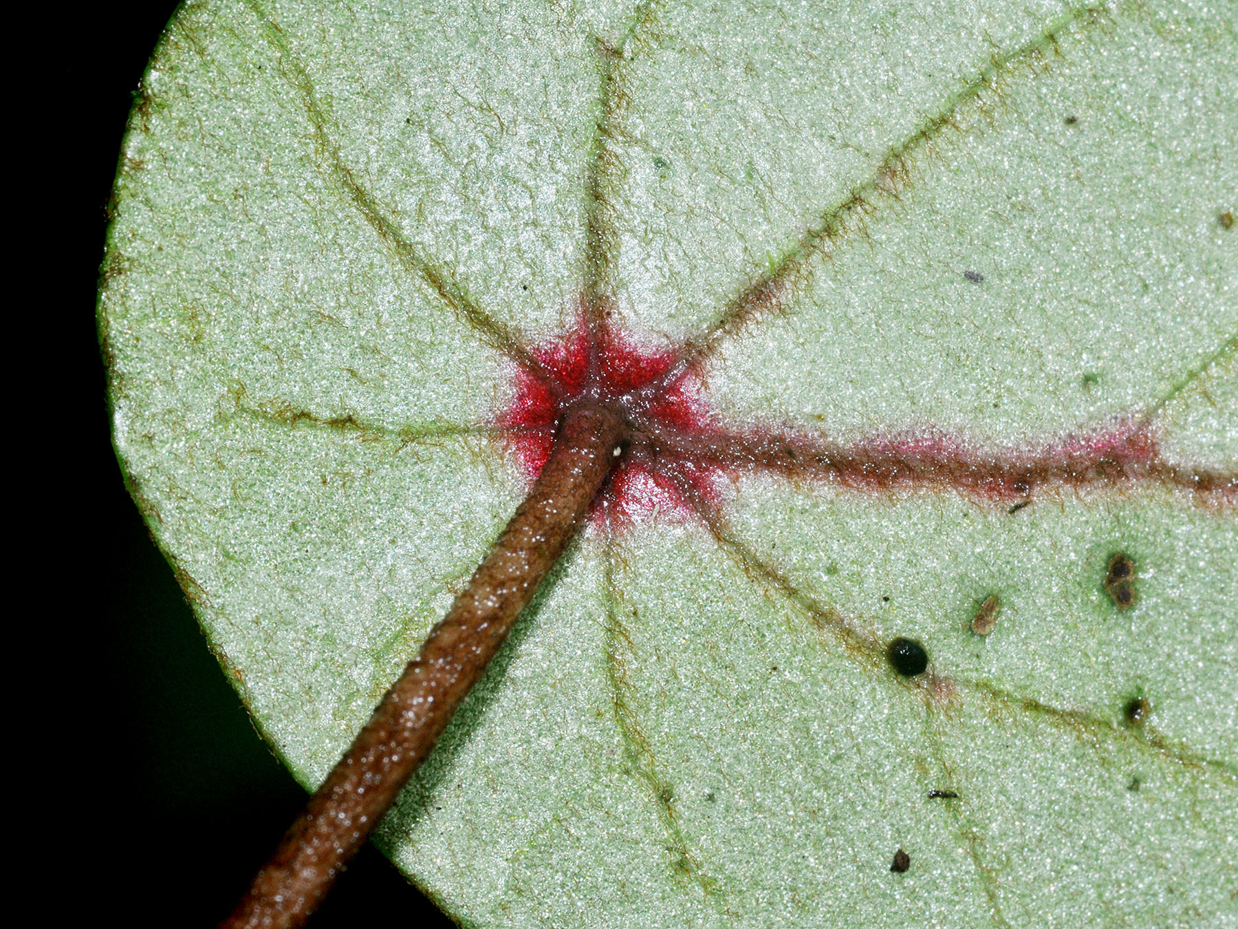Hoja peltada en Begonia conchifolia