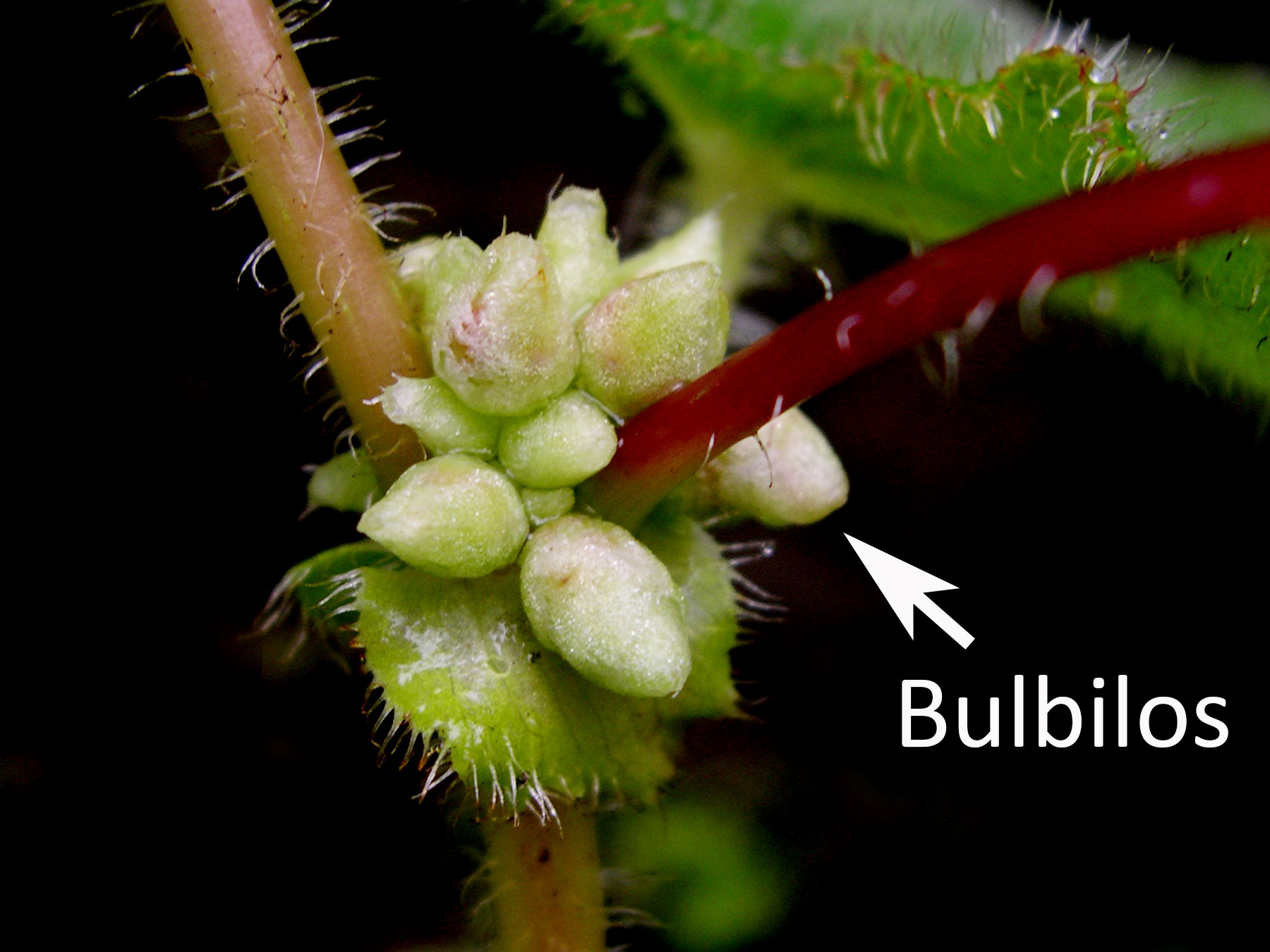 Bulbilos axilares en Begonia ignea