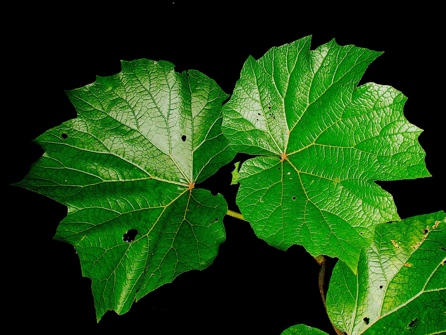 Hojas grandes en Begonia parviflora