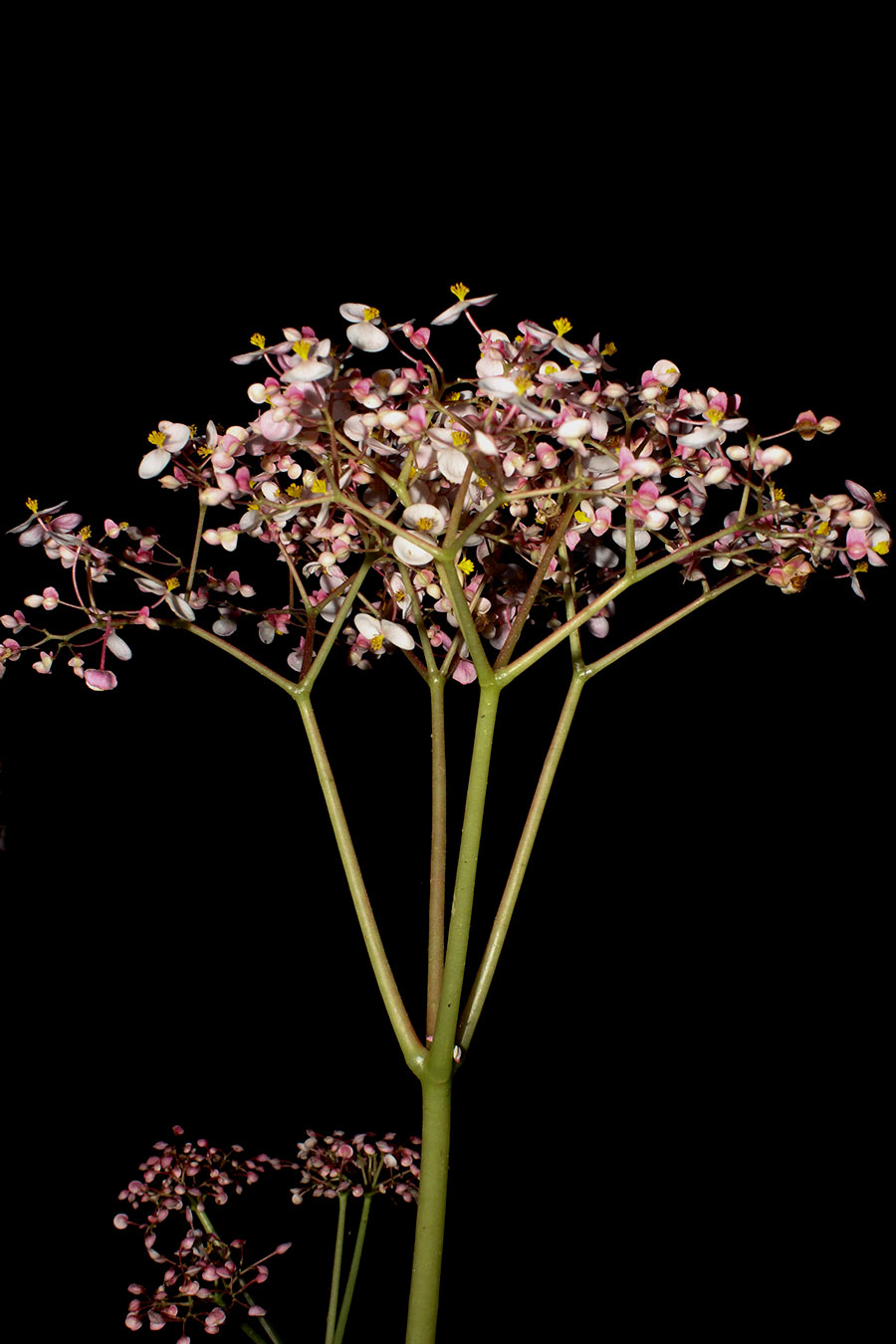 Inflorescencia radiada en Begonia quaternata