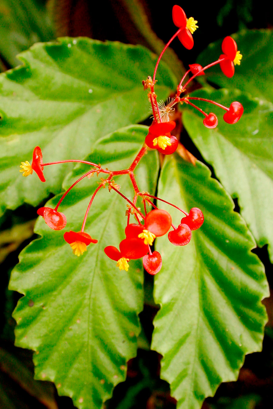 Flores rojas en Begonia tonduzii
