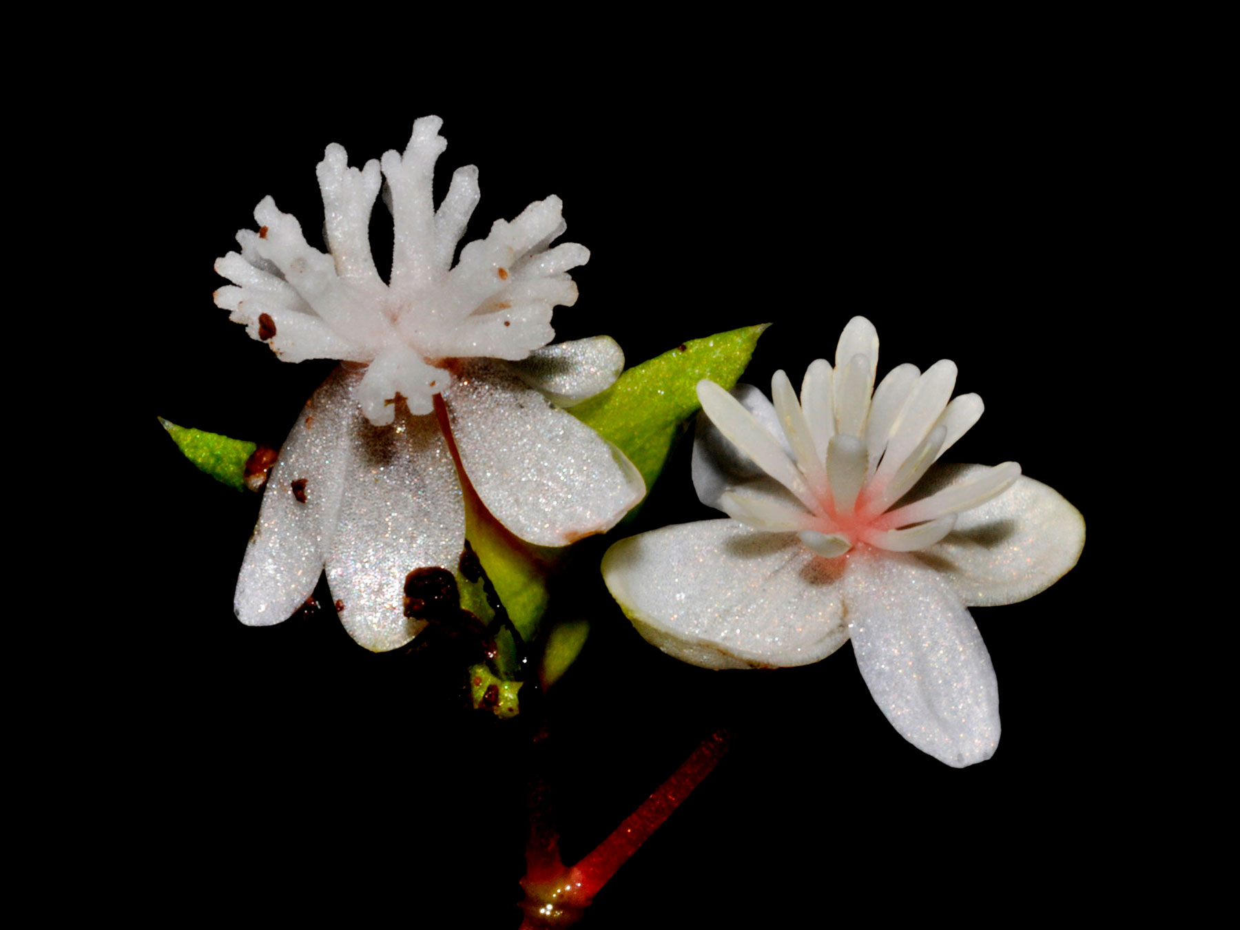 Flores con estructuras reproductivas blancas en Begonia torresii