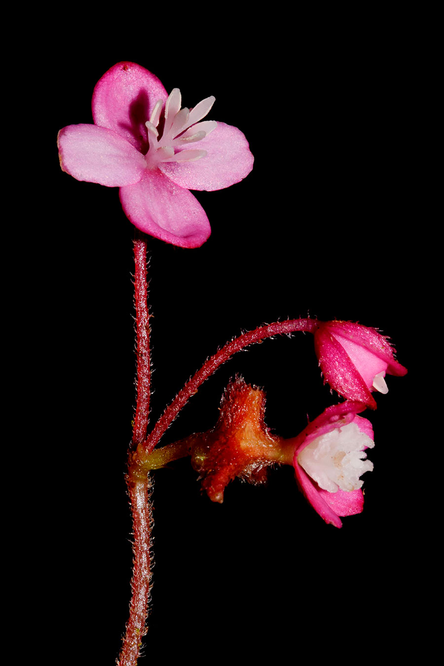 Flores rosado magenta y estructuras reproductiva blancas en Begonia urticae