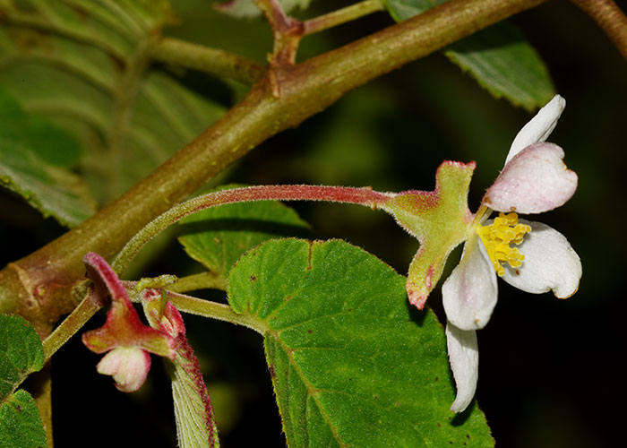 Begonia wilburii