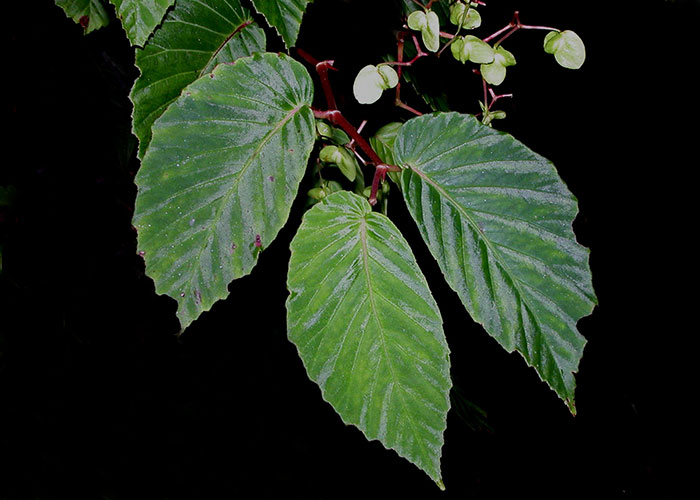 Begonia convallariodora