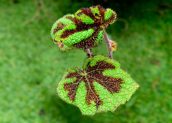 Begonia masoniana