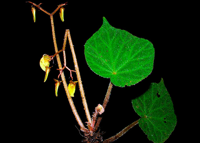 Begonia skutchii