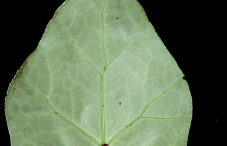 Begonia aguabuenensis