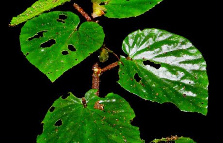 Begonia boreoharlingii