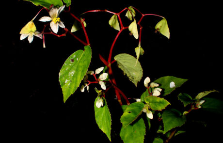 Begonia guaduensis