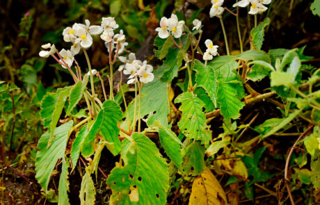 Begonia wilburii