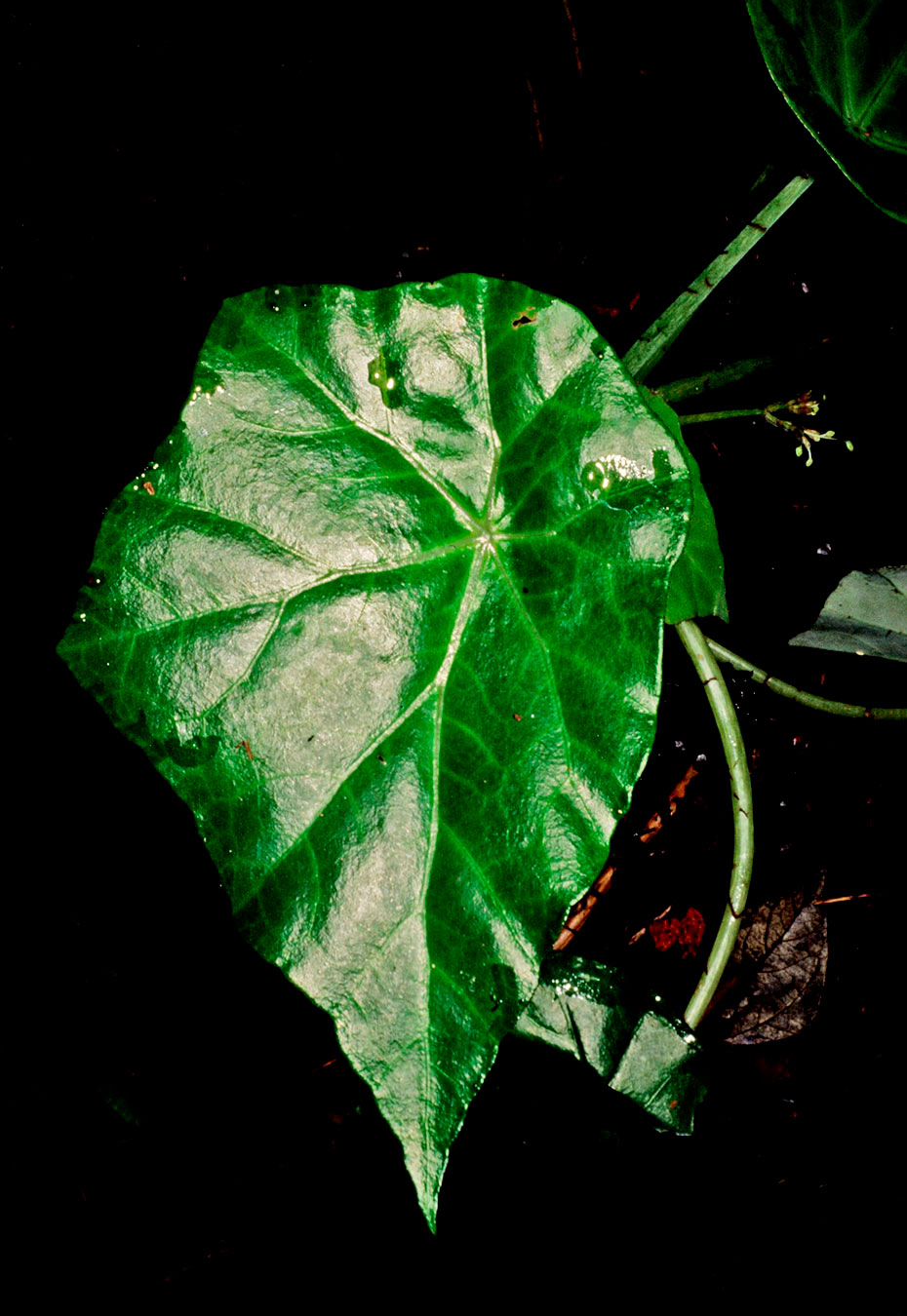 Begonia aguabuenensis, especie endémica de Costa Rica