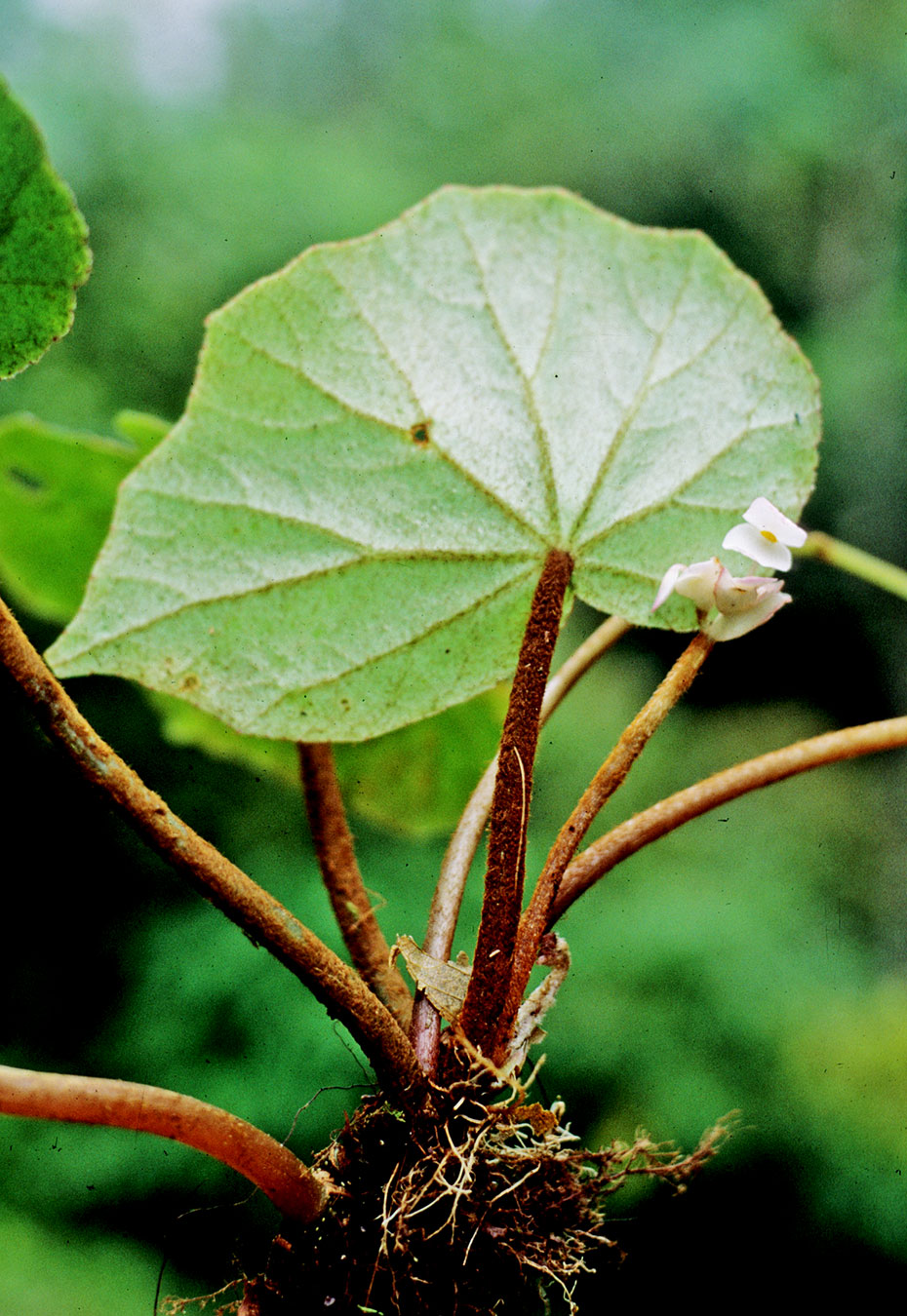 Begonia copeyana, especie endémica de Costa Rica