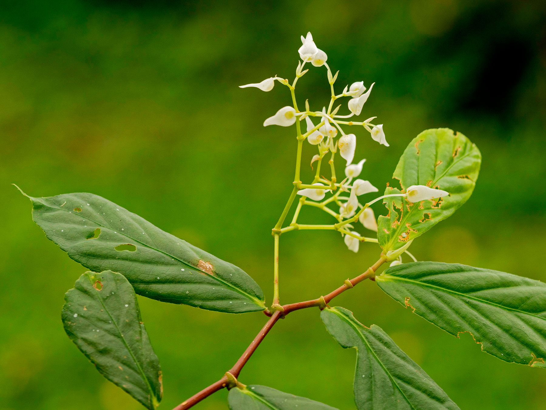 Begonia lignescens, especie endémica de Costa Rica