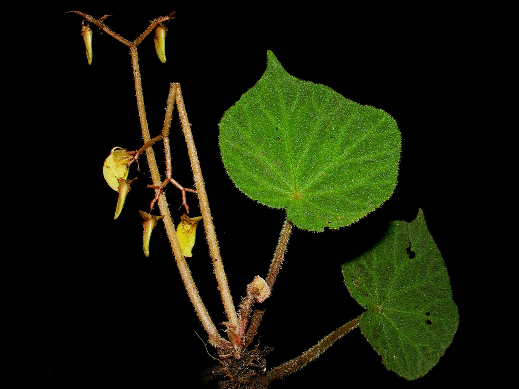 Begonia skutchii, especie endémica de Costa Rica