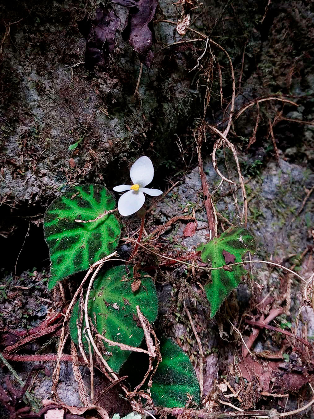 Begonia turrialbae, especie endémica de Costa Rica