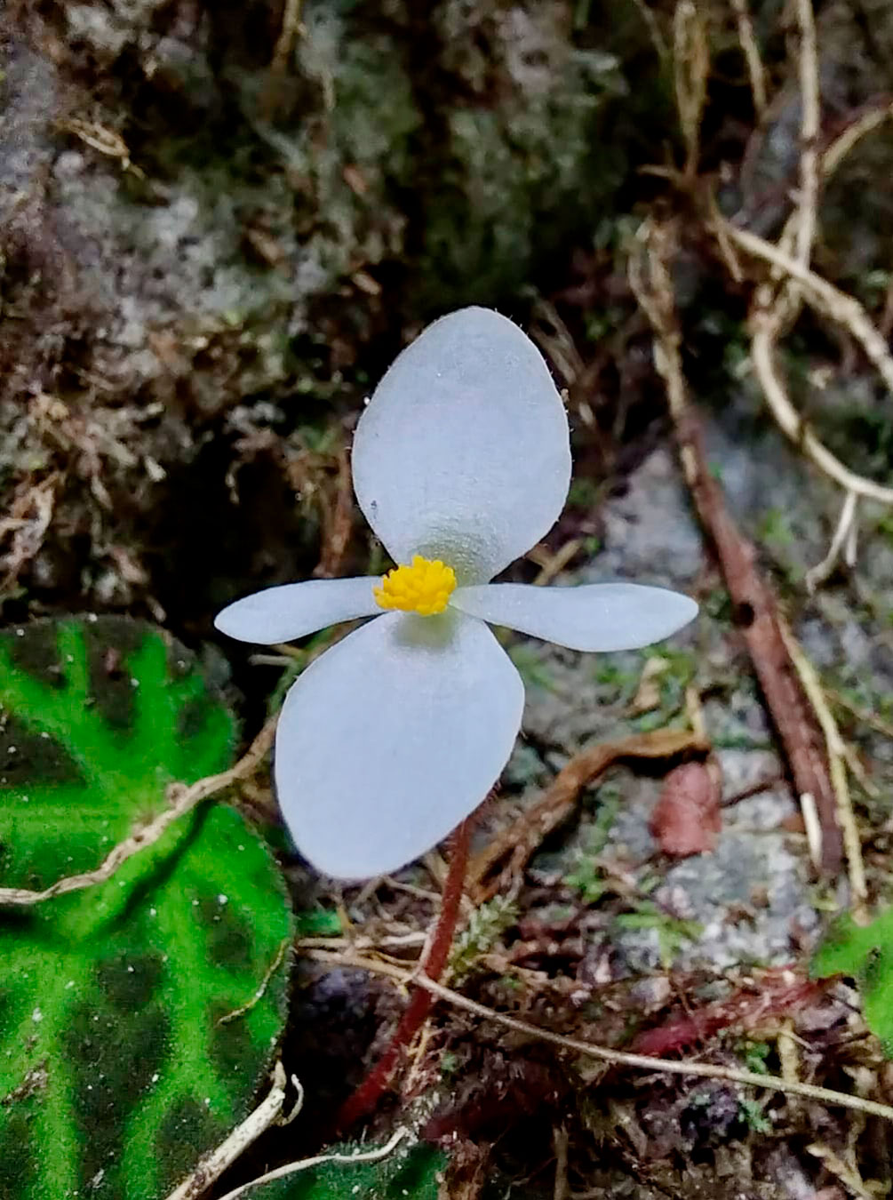 Begonia turrialbae, especie endémica de Costa Rica