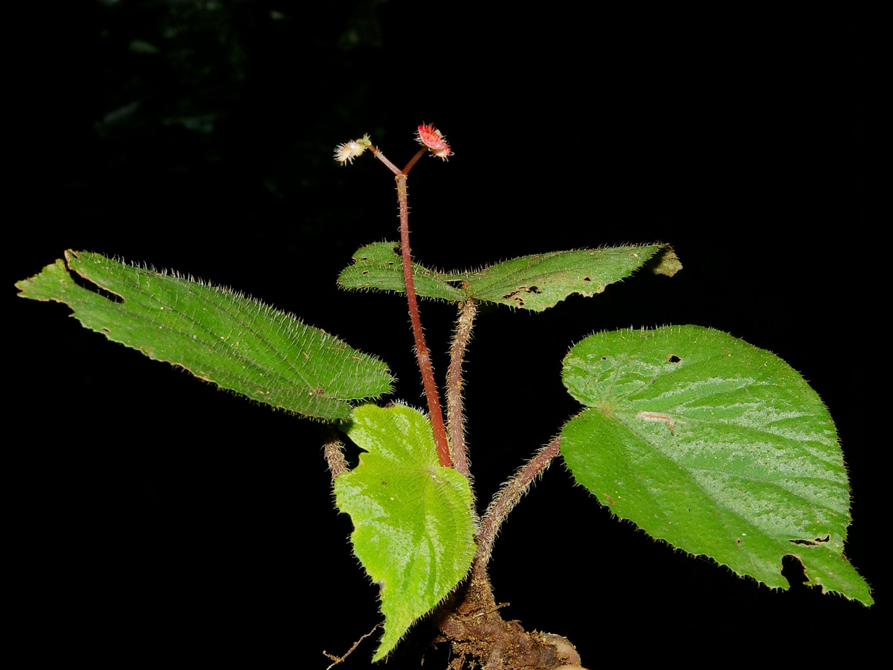 Begonia carletonii, especie endémica de Costa Rica y Oeste de Panamá