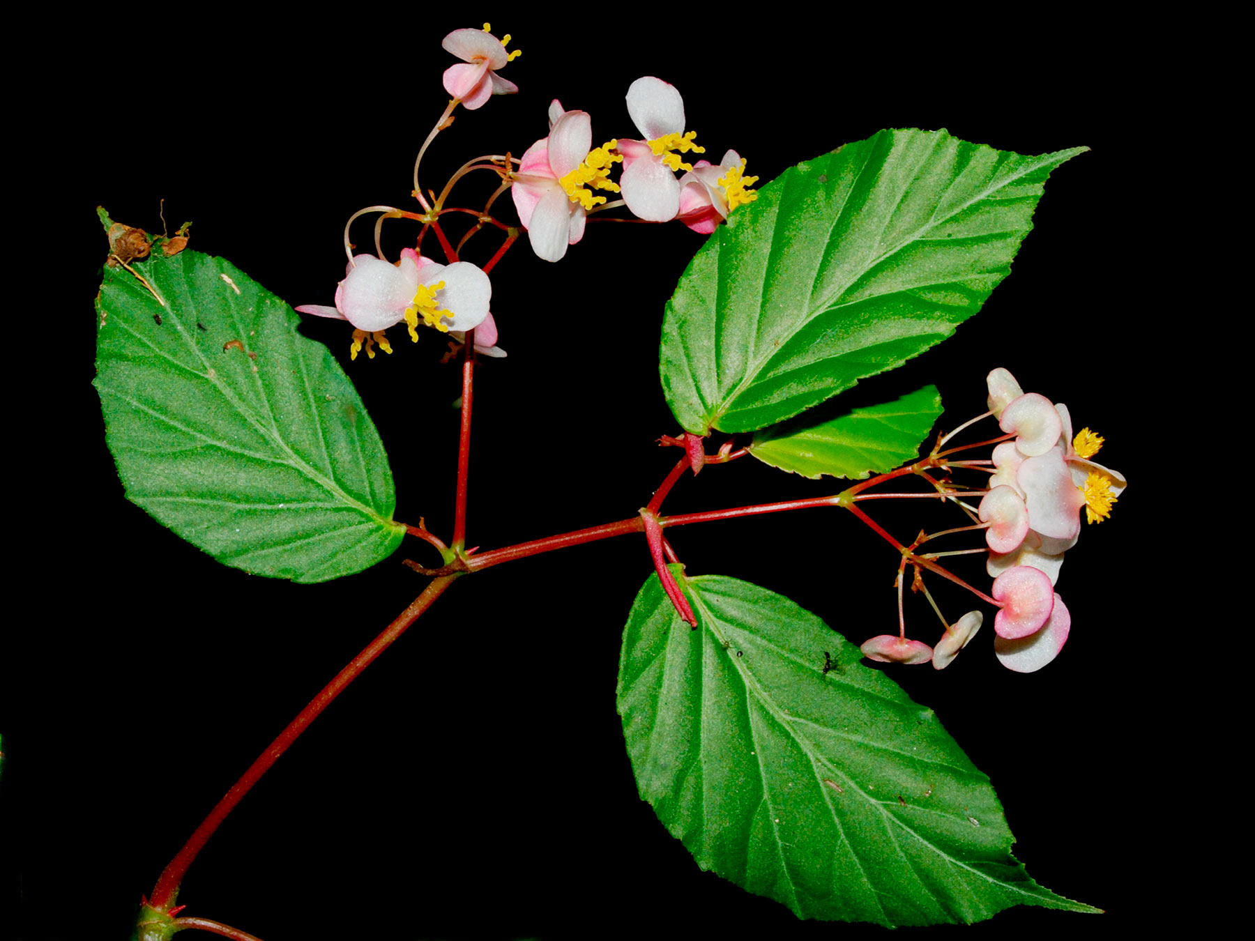 Begonia carpinifolia, especie endémica de Costa Rica y Oeste de Panamá