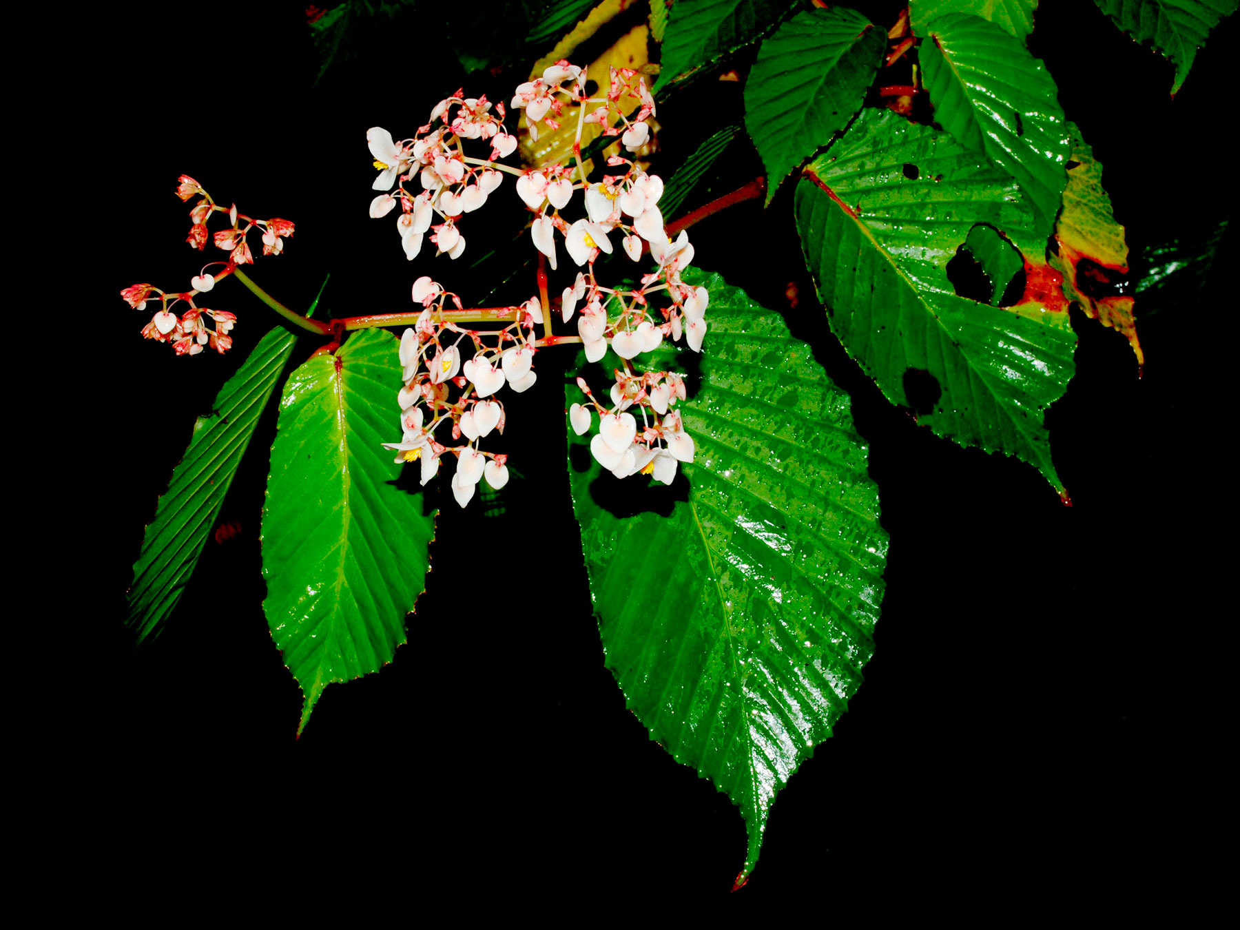 Begonia cooperi, especie endémica de Costa Rica y Oeste de Panamá